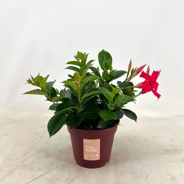 Picture of MANDEVILLA BUSH PINK