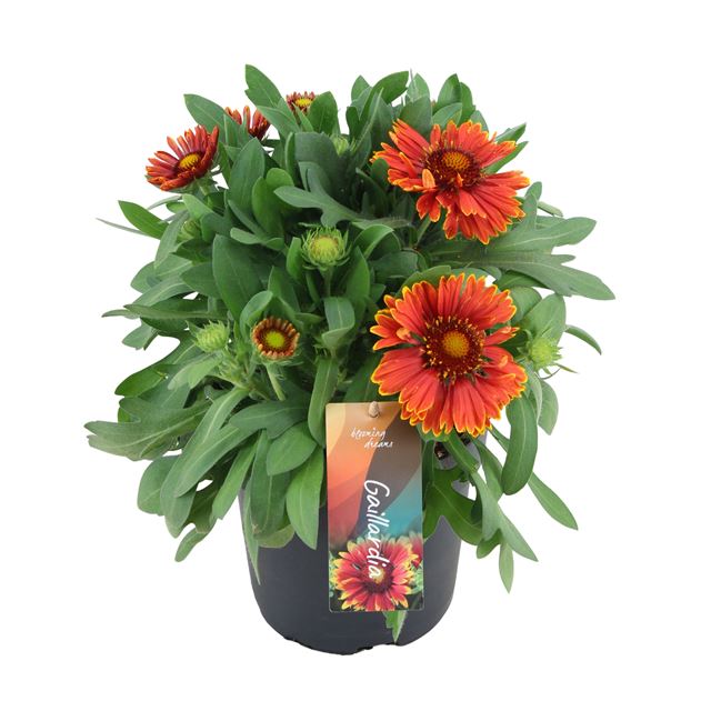 Picture of Gaillardia aristata spin top yellow touch