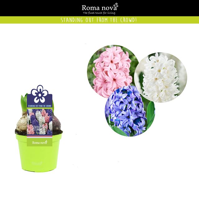 Picture of Hyacinthus 03bulbs festival