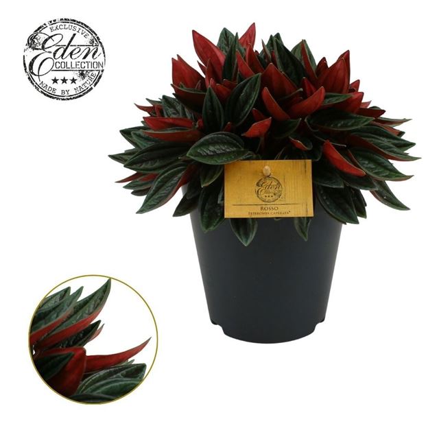 Picture of Peperomia rosso