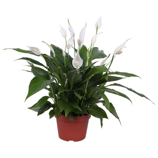 Picture of SPATHIPHYLLUM PEARL CUPIDO