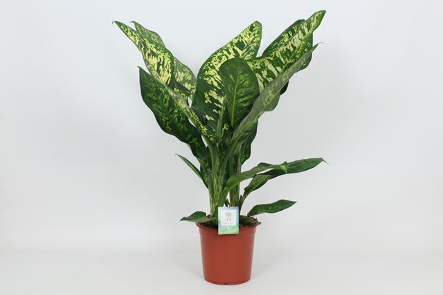 Picture of DIEFFENBACHIA CROWN