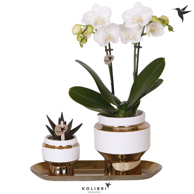 Picture of Phalaenopsis arrangement gift set le chic