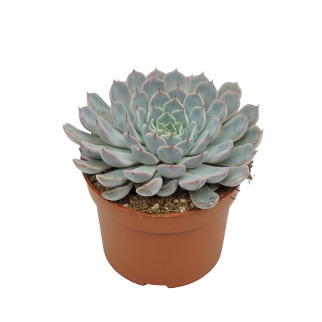 Picture of ECHEVERIA TEXENSIS Rose