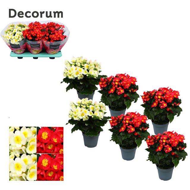 Picture of BEGONIA VALENTINO MIX