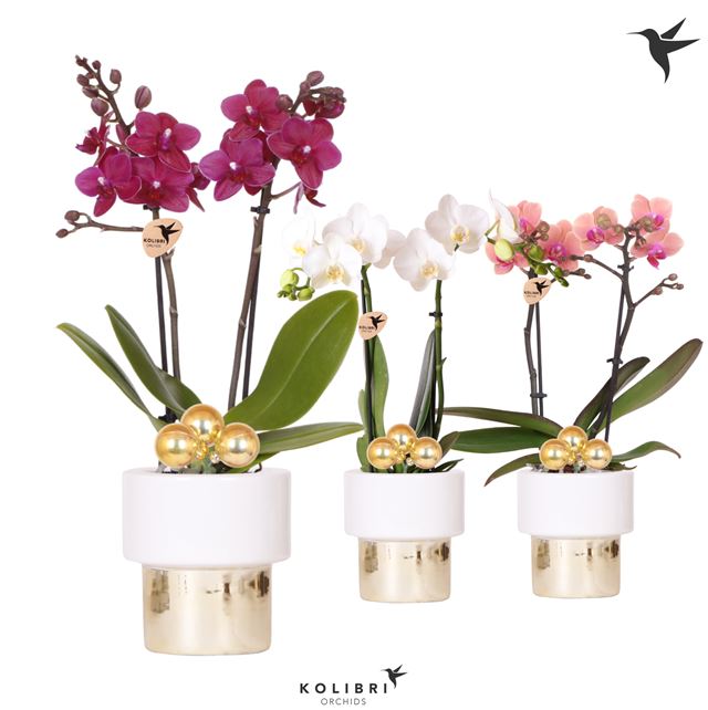 Picture of PHALAENOPSIS 02-STEM MIX IN CERAMIC