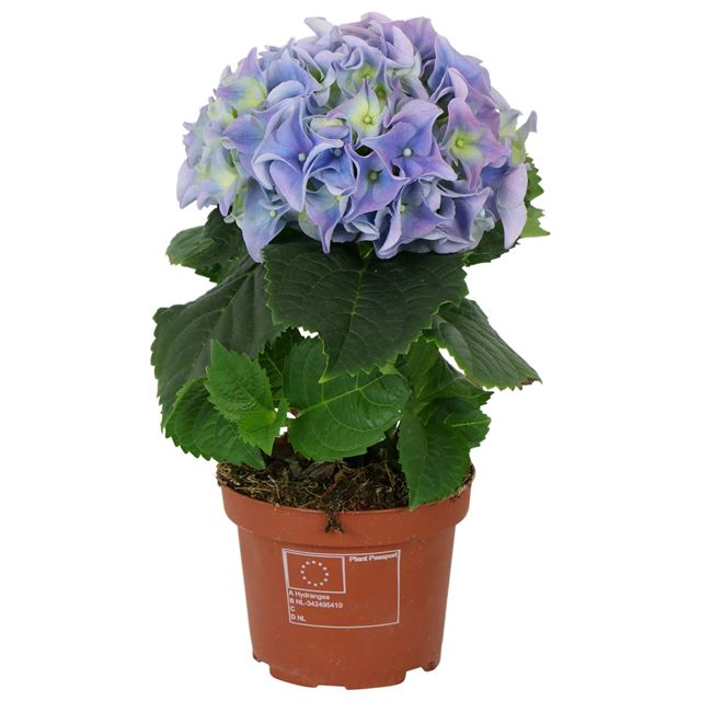 Picture of HYDRANGEA MACROPHYLLA 01-FL BLUE