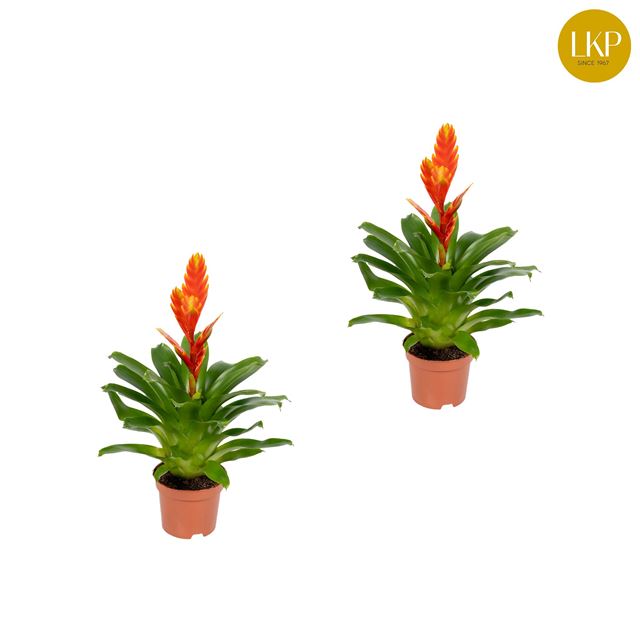 Picture of VRIESEA SPARKLE ORANGE