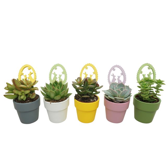 Picture of Succulent mix easter in ceramic