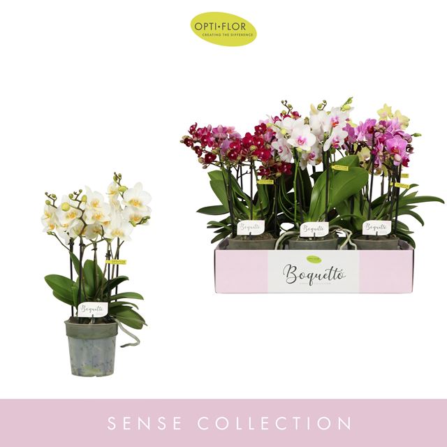 Picture of PHALAENOPSIS 03/05-STEM BOQUETTO PASTELLO