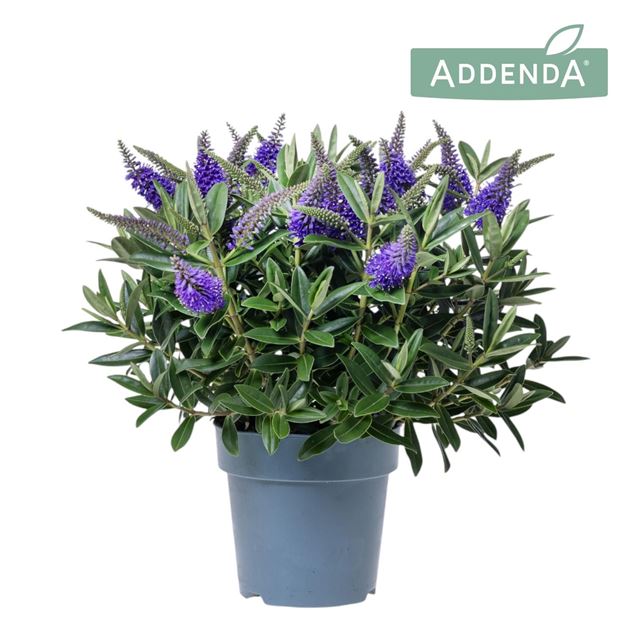 Picture of HEBE/VERONICA ADDENDA DONNA BLUE