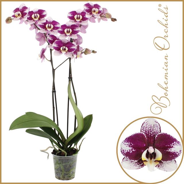 Picture of Phalaenopsis 02-stem barcelona