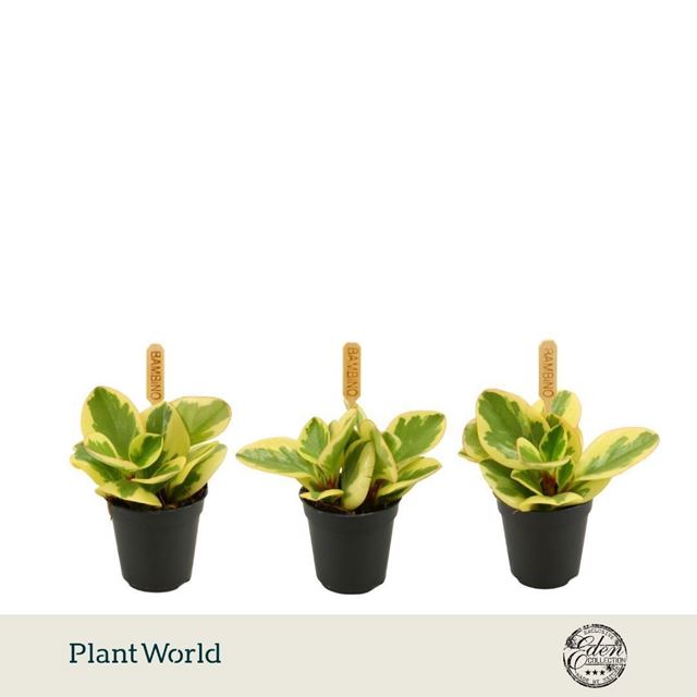 Picture of Peperomia obtipan bicolor