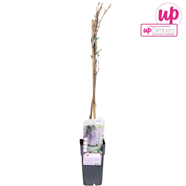 Picture of Wisteria floribunda naga noda