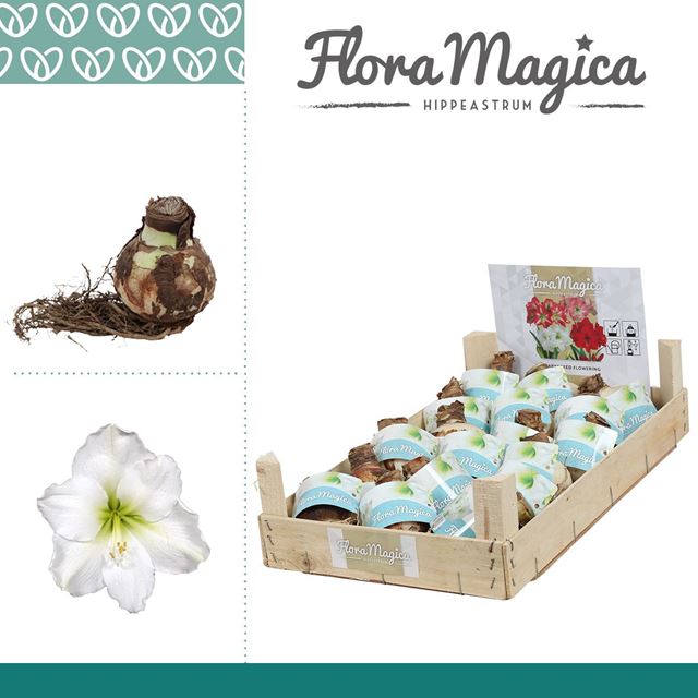 Picture of HIPPEASTRUM DRY BULB 28/30 WHITE WOODEN CRATE