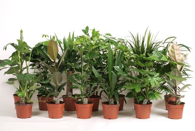Picture of Houseplant mix