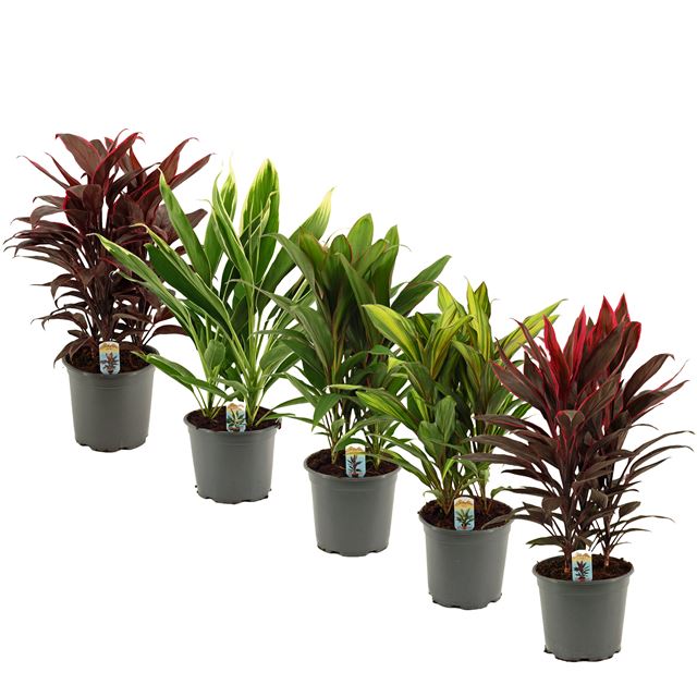 Picture of CORDYLINE FRUTICOSA 03PP MIX