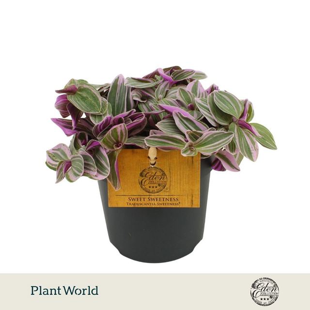 Picture of Tradescantia sweetness