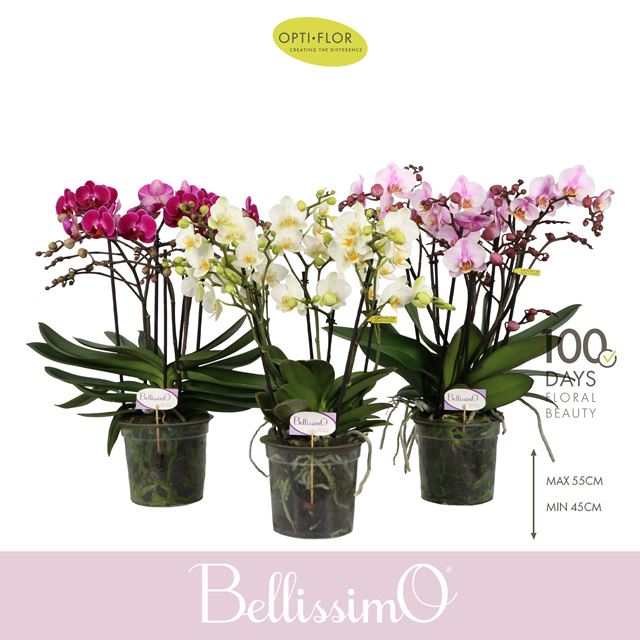Picture of Phalaenopsis 04-stem bellissimo colours mix