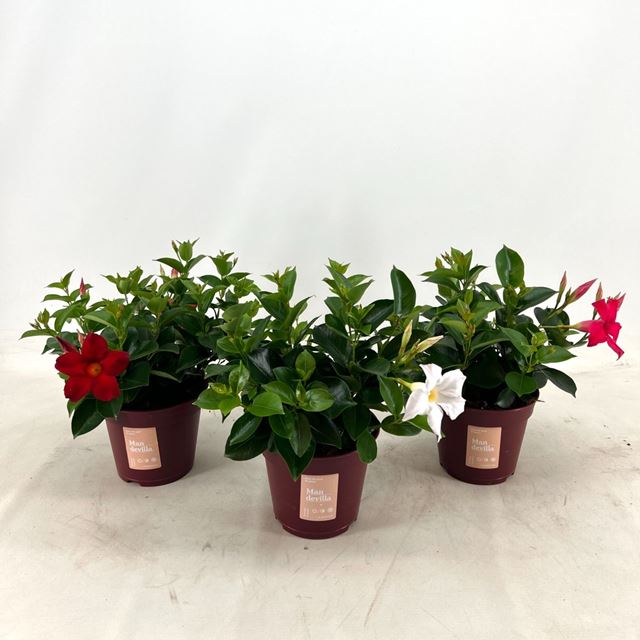 Picture of MANDEVILLA BUSH MIXTRAY