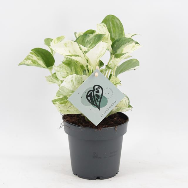 Picture of Epipremnum pinnatum manjula