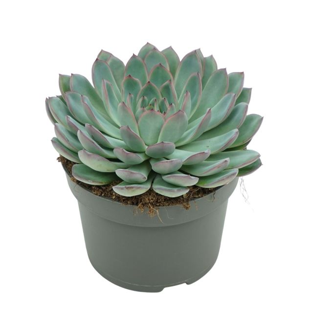 Picture of ECHEVERIA APUS 