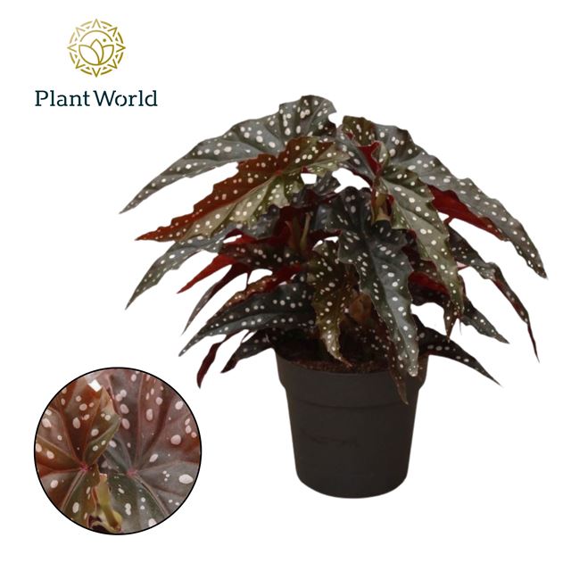 Picture of Begonia black forrest