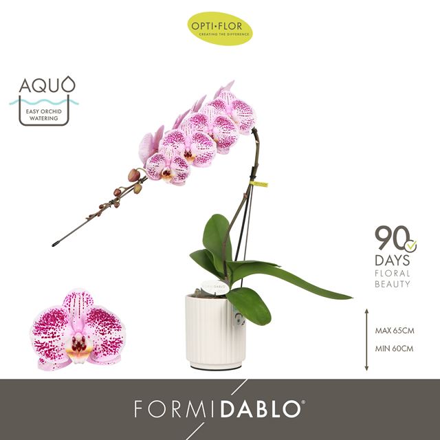 Picture of Phalaenopsis 01-st formidablo iguazu falls in cer