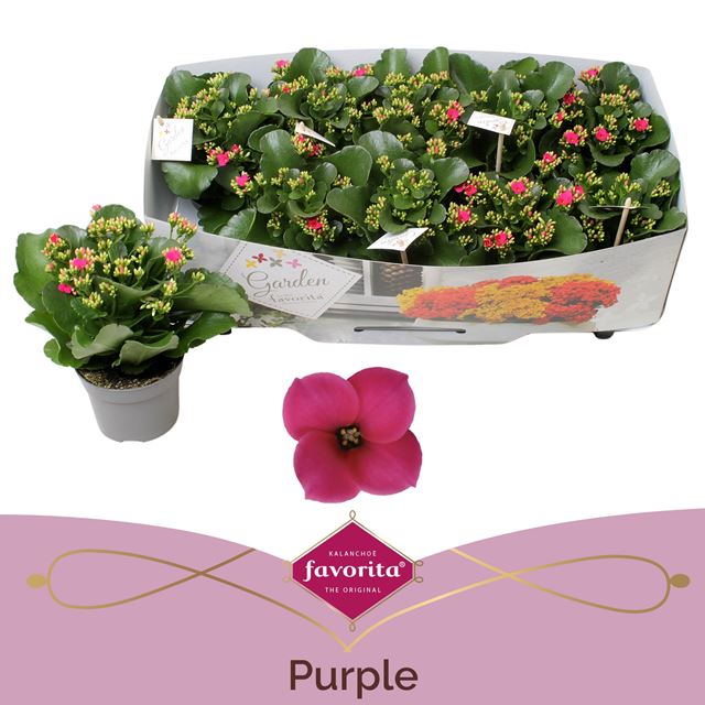 Picture of Kalanchoe garden favorita purple