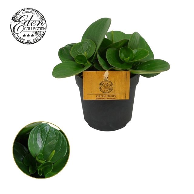 Picture of Peperomia obtusifolia green