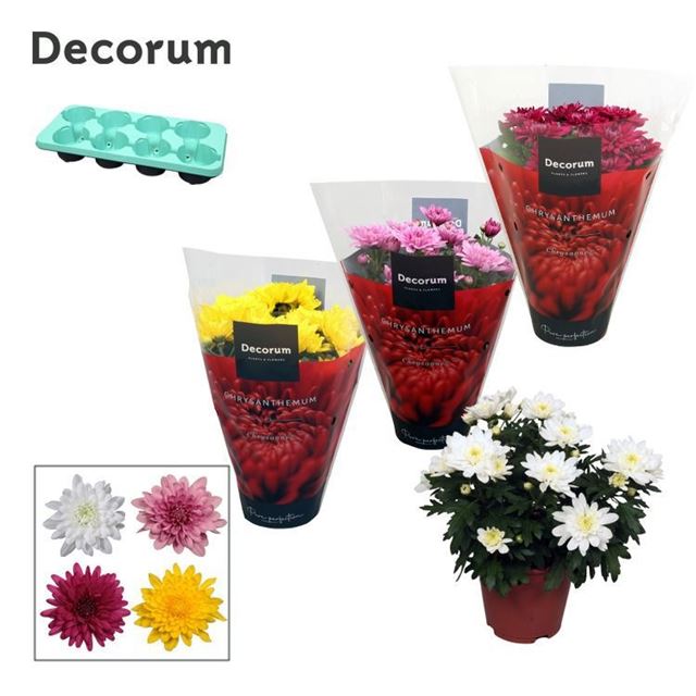 Picture of CHRYSANTHEMUM INDICUM GRANDEZZA MIX