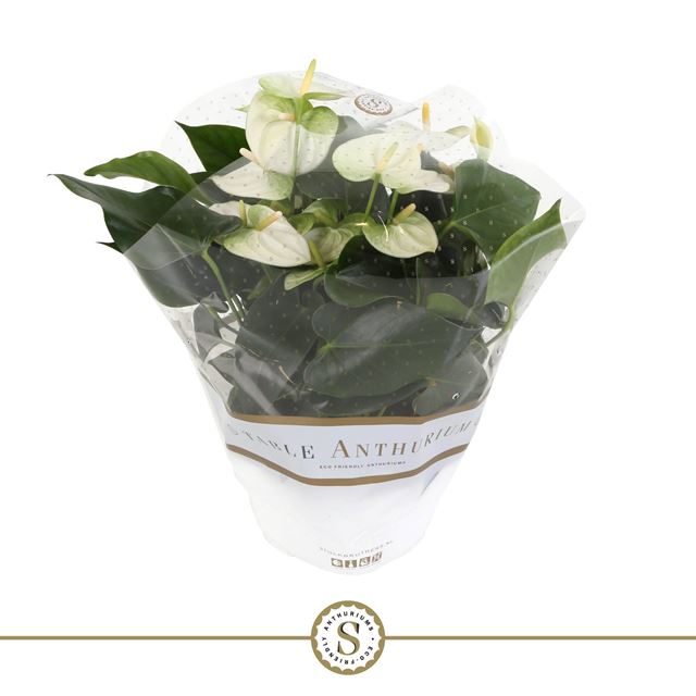 Picture of ANTHURIUM ANDRAEANUM CHAMPION WHITE