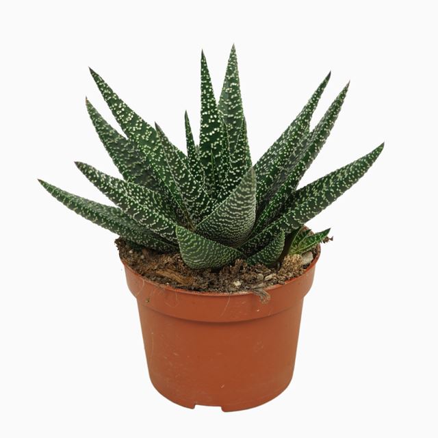 Picture of Gasworthia