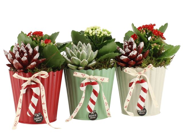 Picture of XMAS ARRANGEMENT 02PP ZINC