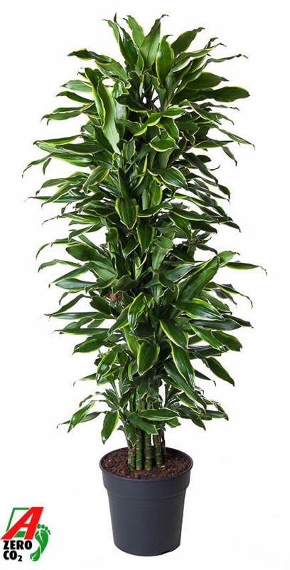 Picture of Dracaena fragrans gold coast branched
