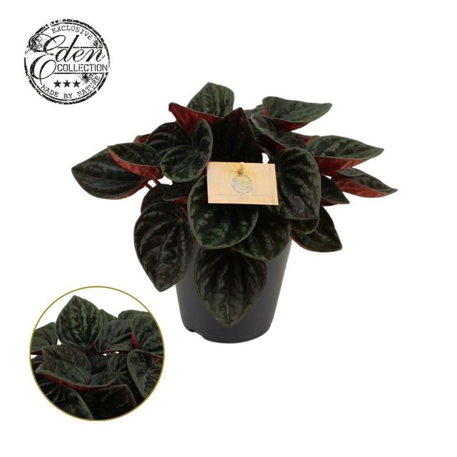 Picture of Peperomia rojo grande