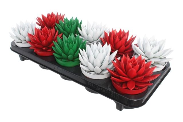 Picture of ECHEVERIA MIRANDA DYED TRADITIONAL XMAS MIX