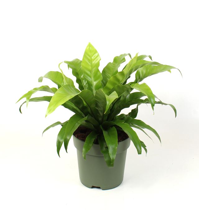 Picture of ASPLENIUM ANTIQUUM
