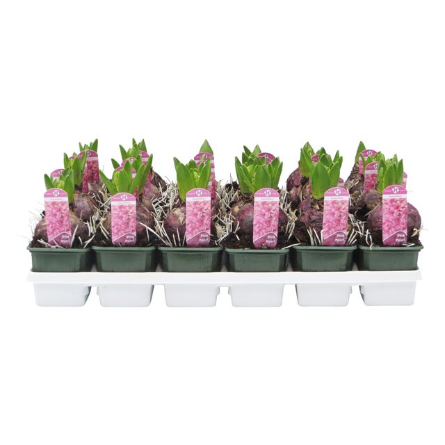 Picture of HYACINTHUS 01BULB PINK