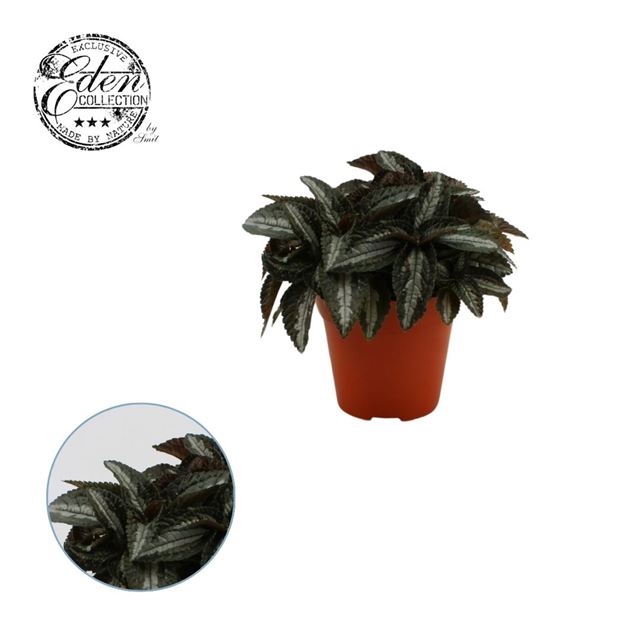 Picture of PILEA SILVER TREE