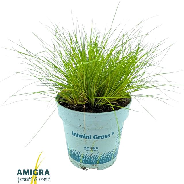 Picture of Deschampsia flexuosa amilime - amigra