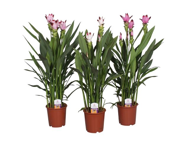 Picture of CURCUMA MIX