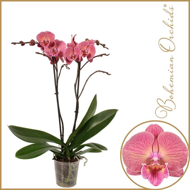 Picture of Phalaenopsis 02-stem sonnet