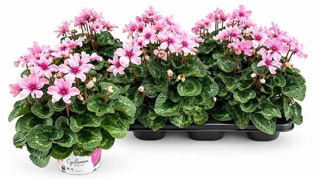 Picture of Cyclamen persicum illusia