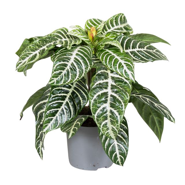 Picture of Aphelandra squarrosa