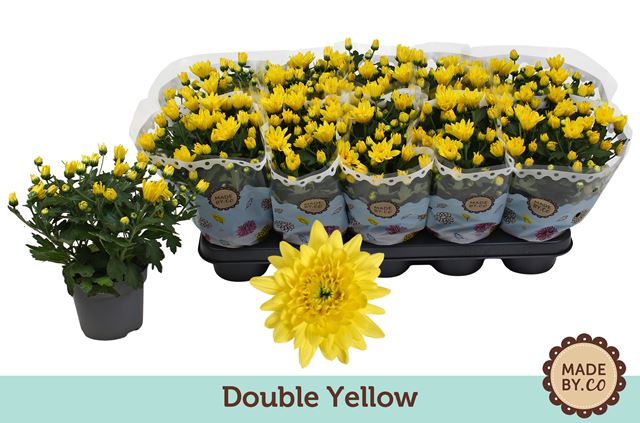Picture of CHRYSANTHEMUM INDICUM DOUBLE YELLOW