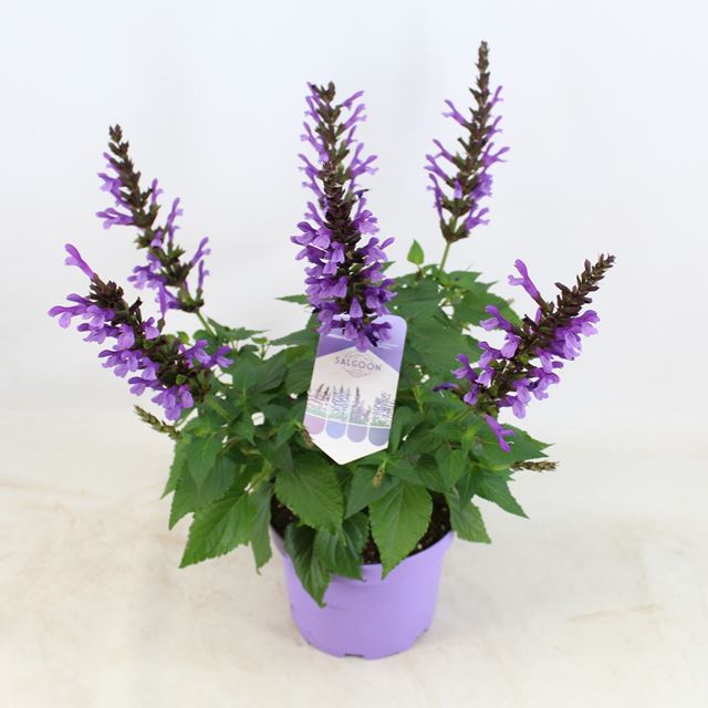 Picture of Salvia salgoon lake george