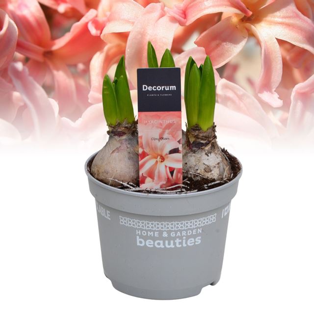 Picture of Hyacinthus 03bulbs gipsy queen