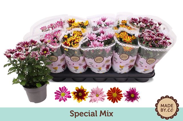 Picture of CHRYSANTHEMUM SPECIAL MIX