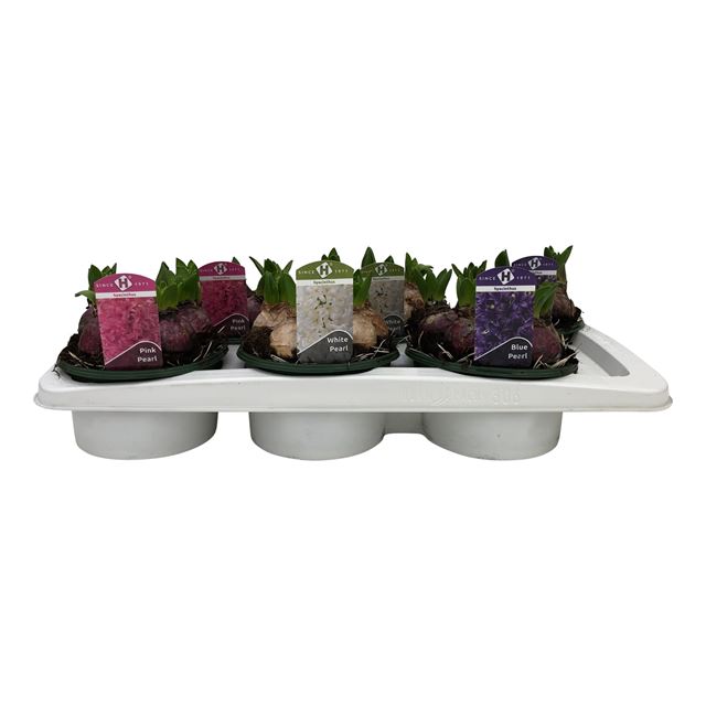 Picture of HYACINTHUS 05BULBS MIX